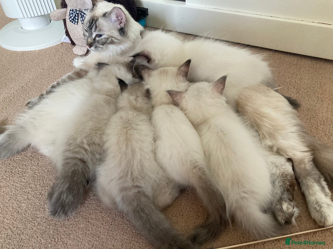 Ragdoll cats for sale: Ragdoll kittens - Image 10