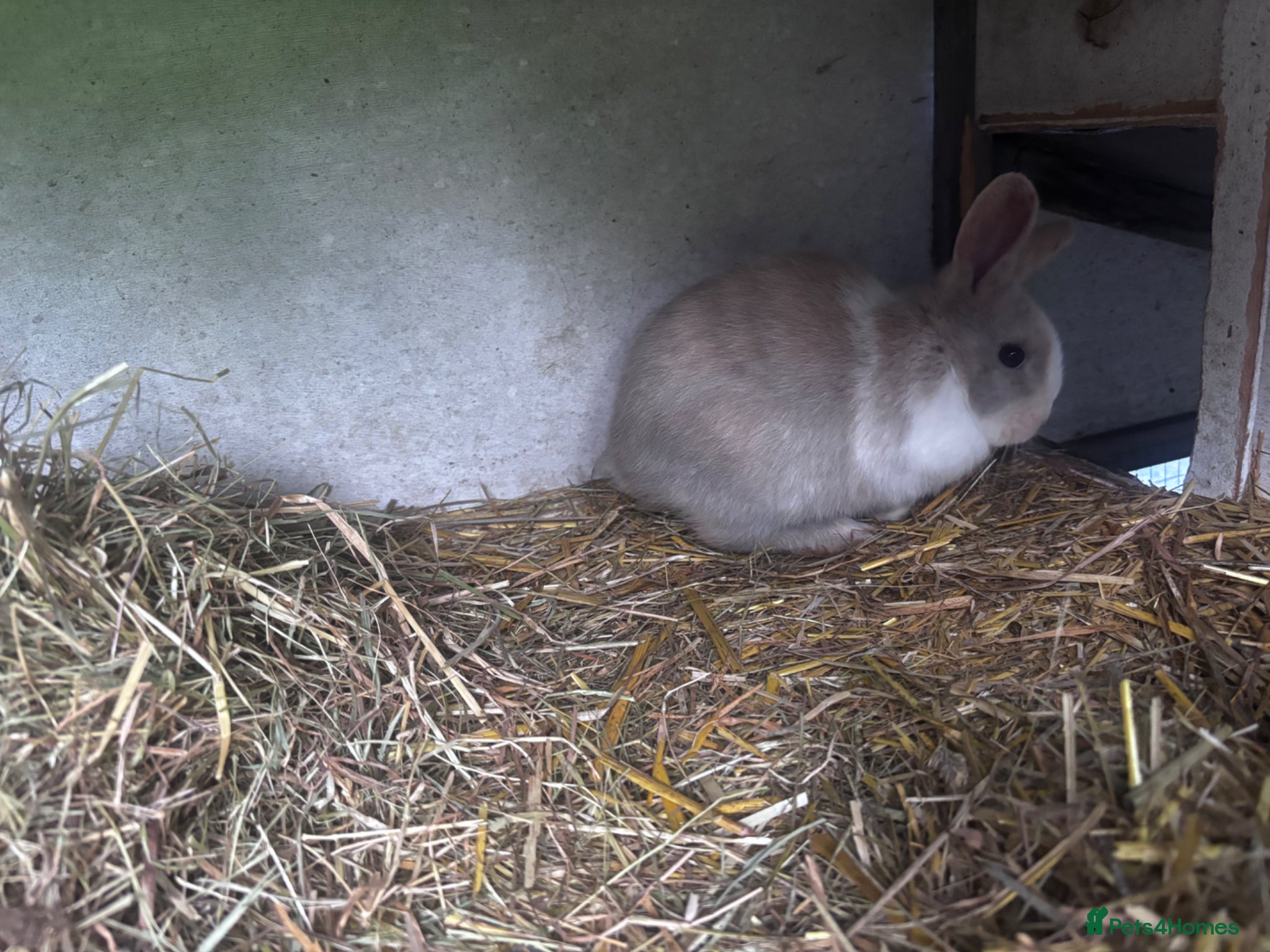 Mini Lion Lop rabbits 7 Beautiful Mini Lionhead Lops £40 Each - Advert 2