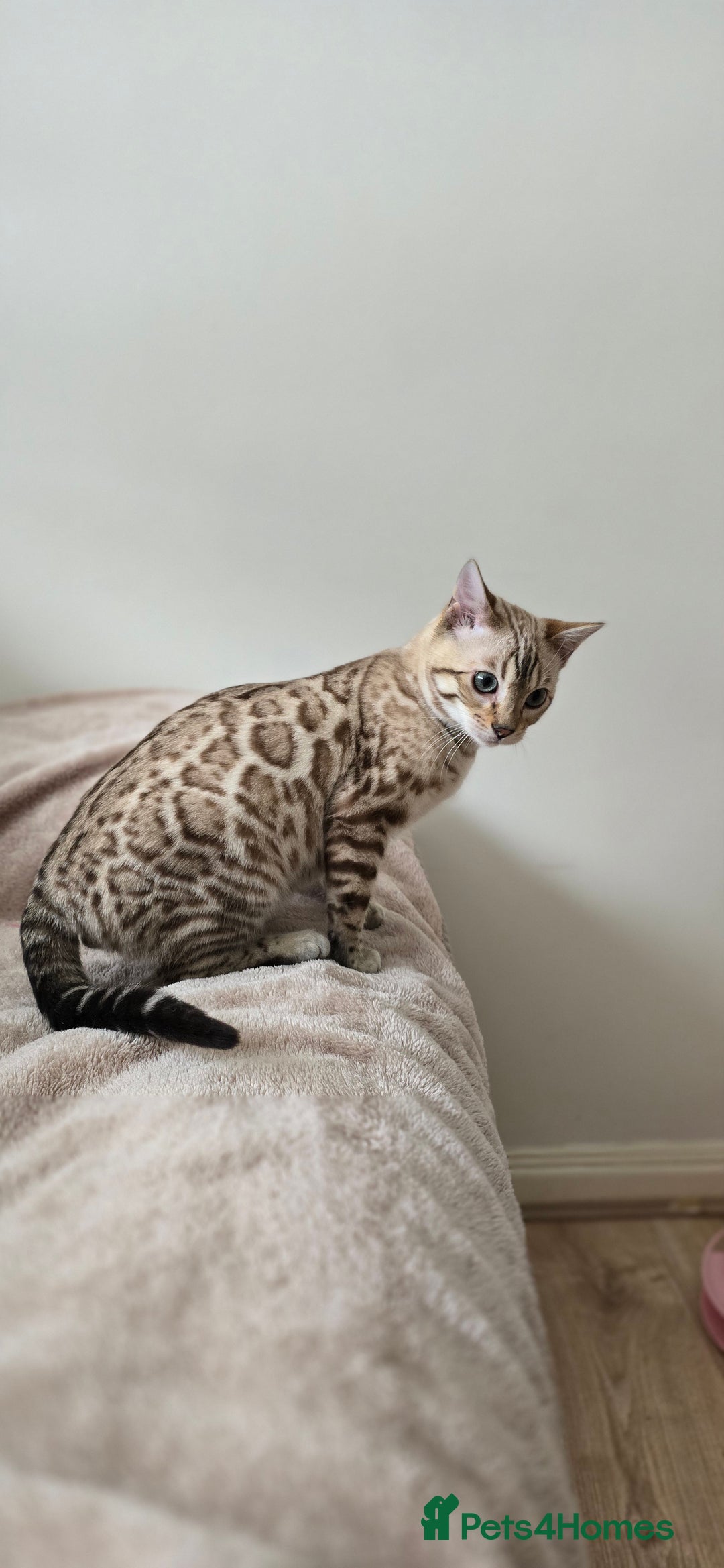 Bengal cats for sale: Tica registered Mink bengal boy - Advert 2