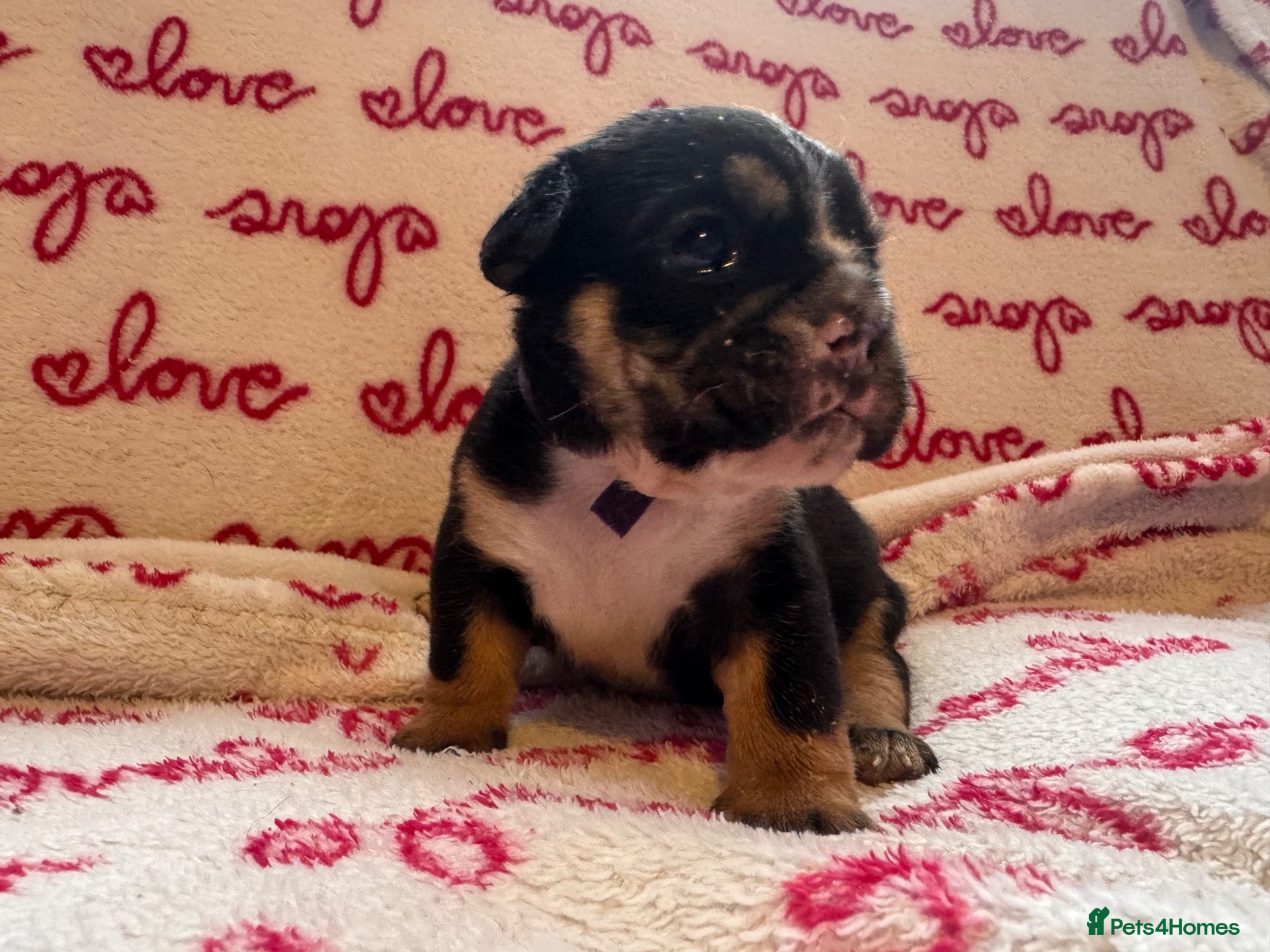 English Bulldog dogs Registered english bulldog puppies  - Advert 7