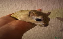 Gerbil rodents for sale: Shaw Jird’s for sale  - Image 1