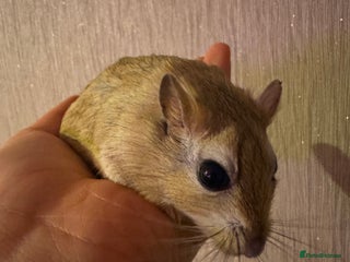 Gerbil rodents for sale - Advert 1