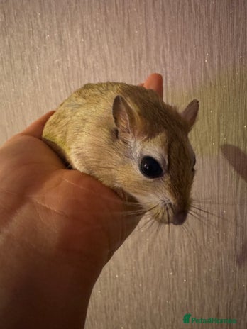 Gerbil rodents - Advert 1