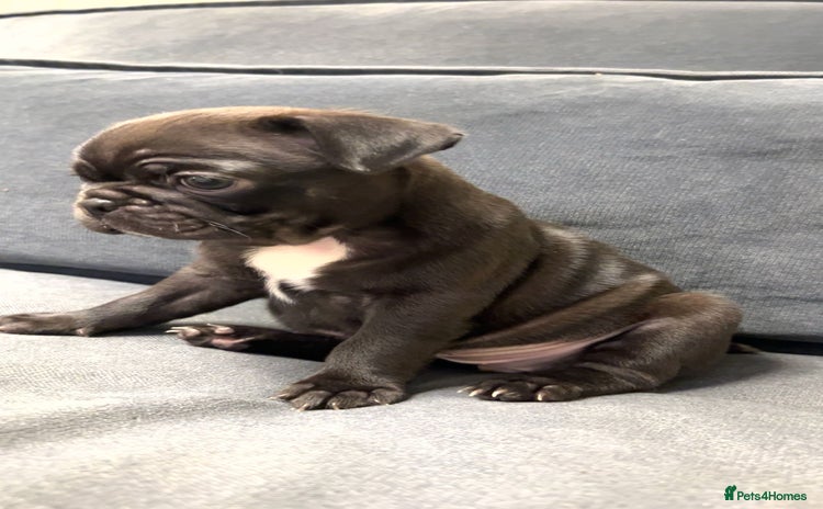 Frug dogs - Advert 2