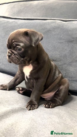 Frug dogs - Advert 3