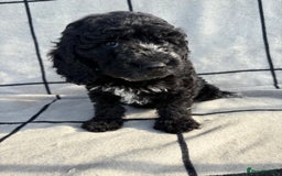 Cockapoo dogs for sale: 🐾STUNNING F1 COCKERPOOS 🐾health tested parents🐾 - Image 15