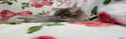 Persian cats for sale: Persian fluffy kittens - Advert 9