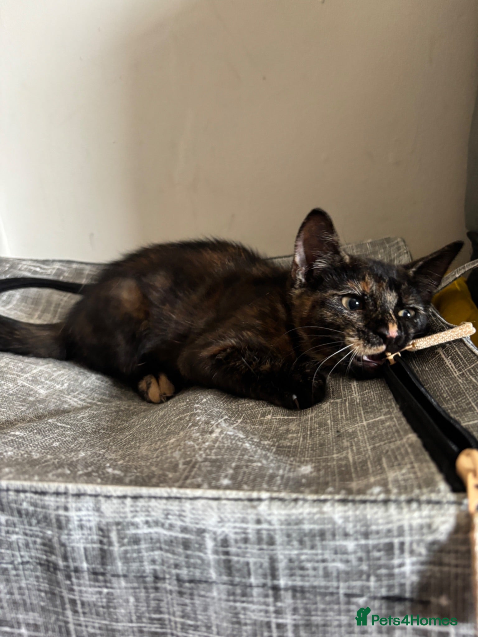 Mixed Breed cats tortoise shell kitten (winnie) - Advert 3