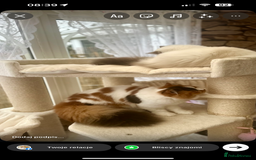 British Longhair cats for sale: 💝 Beautiful Tiger Lily 💝💎🏆 - Image 8