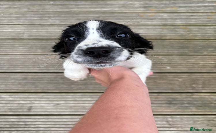 English Springer Spaniel dogs - Advert 7