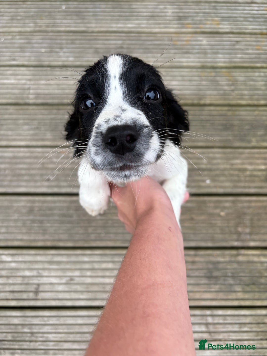 English Springer Spaniel dogs for sale: Last little ones remaining  - Image 1