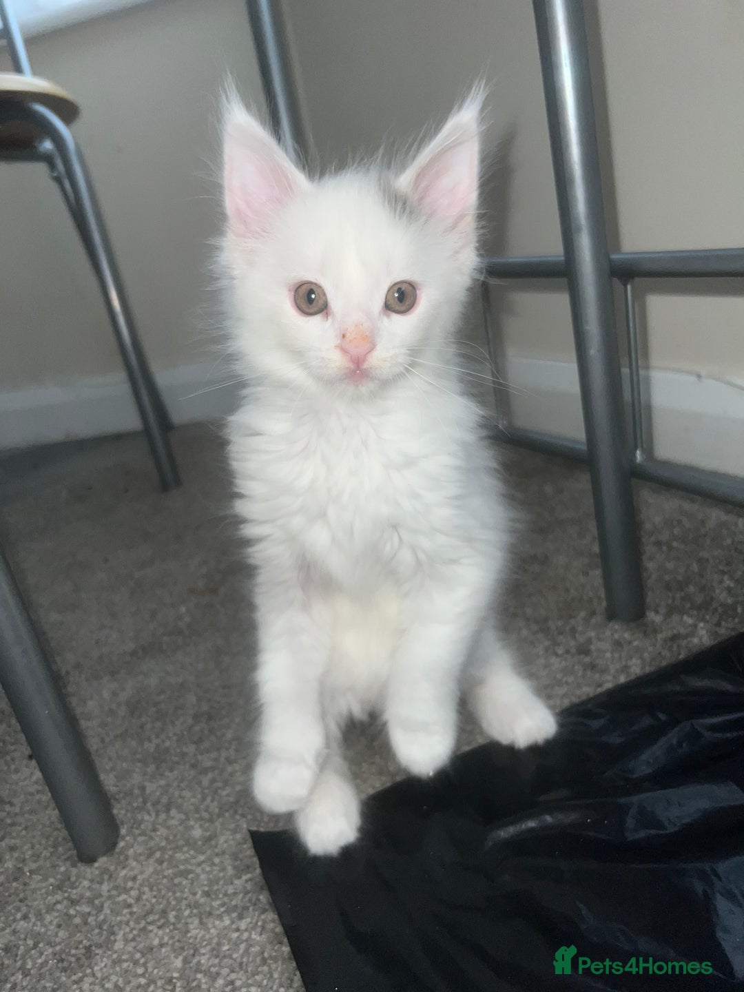 Maine Coon cats for sale: Adorable Maine coons!!! - Image 5
