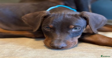 Dobermann dogs - Advert 5