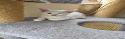 Turkish Angora cats for sale: Cute kittens in Leigh-on-Sea - Advert 3