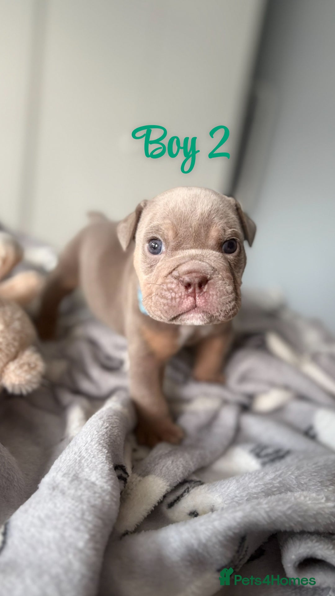 English Bulldog dogs for sale: English bulldogs  - Image 9