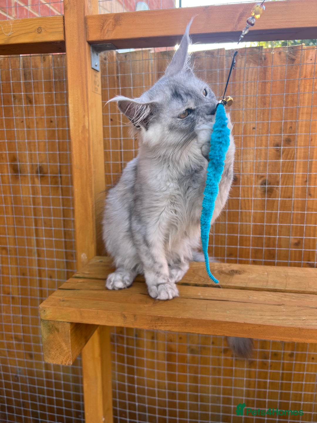 Maine Coon cats for sale: TICA Maine Coon girl female high black smoke  - Image 8