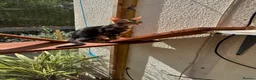 Bengal cats for sale: Bengal kittens for sale - Advert 9