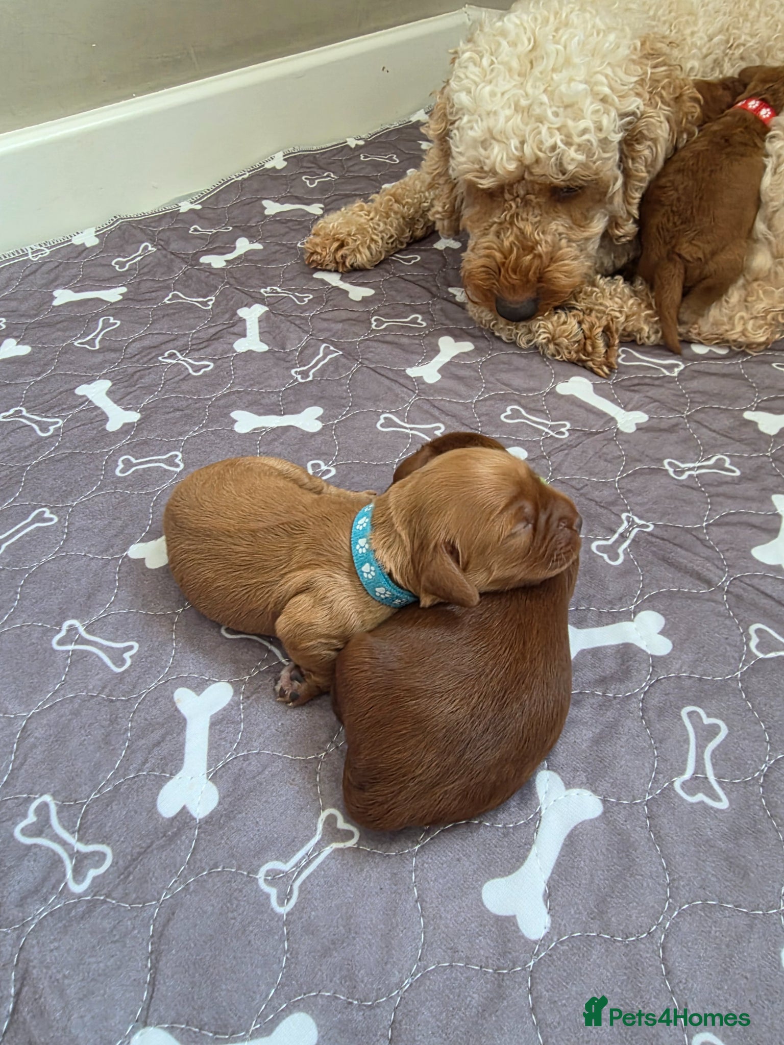 Cockapoo dogs for sale: Cockapoo puppies in Dereham - Advert 9