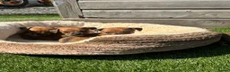 Jackshund dogs for sale: 🐾 Adorable Chiweenie Puppies - Advert 12