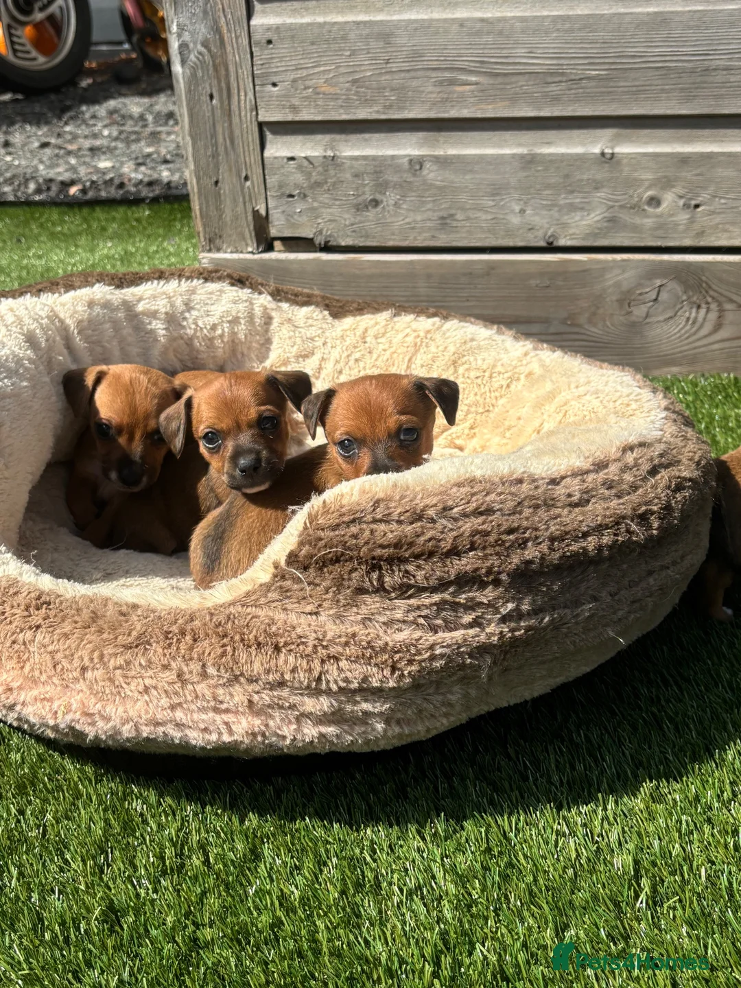 Jackshund dogs for sale: 🐾 Adorable Chiweenie Puppies - Advert 12