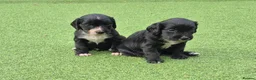 Cocker Spaniel dogs for sale: Two beautiful male pups available  - Advert 12