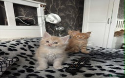 Maine Coon cats for sale: BEAUTIFUL FULL MAINE COON KITTENS AVAILABLE NOW 🐱 - Advert 4