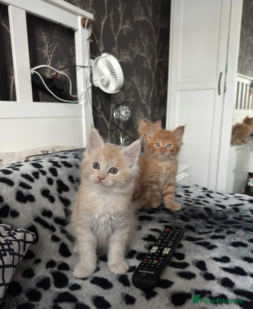 Maine Coon cats for sale: BEAUTIFUL FULL MAINE COON KITTENS AVAILABLE NOW 🐱 - Advert 4