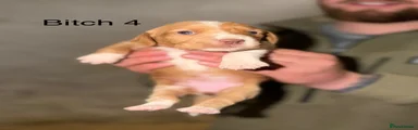 Bitch 4