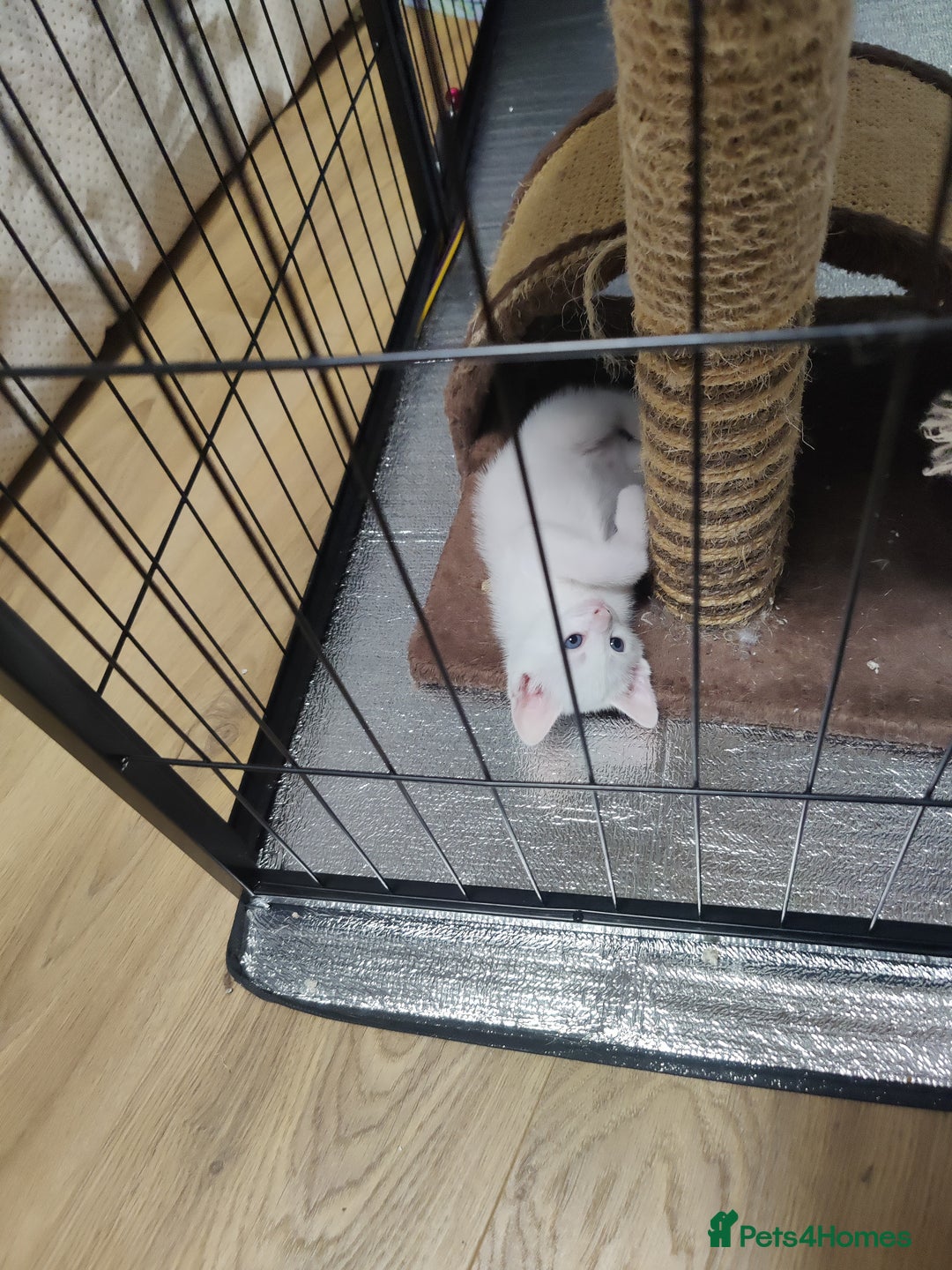 Mixed Breed cats for sale: Purr-fect White Kittens - Image 6