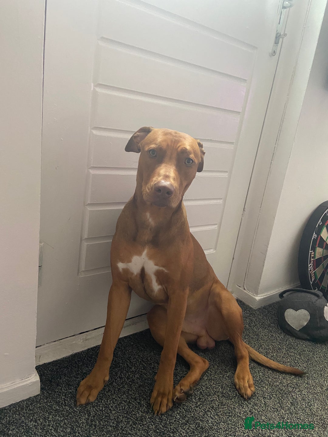 Mixed Breed dogs for sale: Dog for sale  - Advert 2