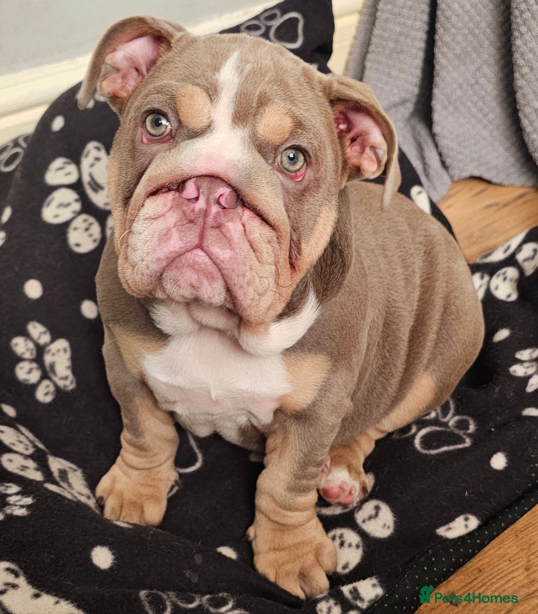 English Bulldog dogs for sale: Final Female English Bulldog available - Image 14