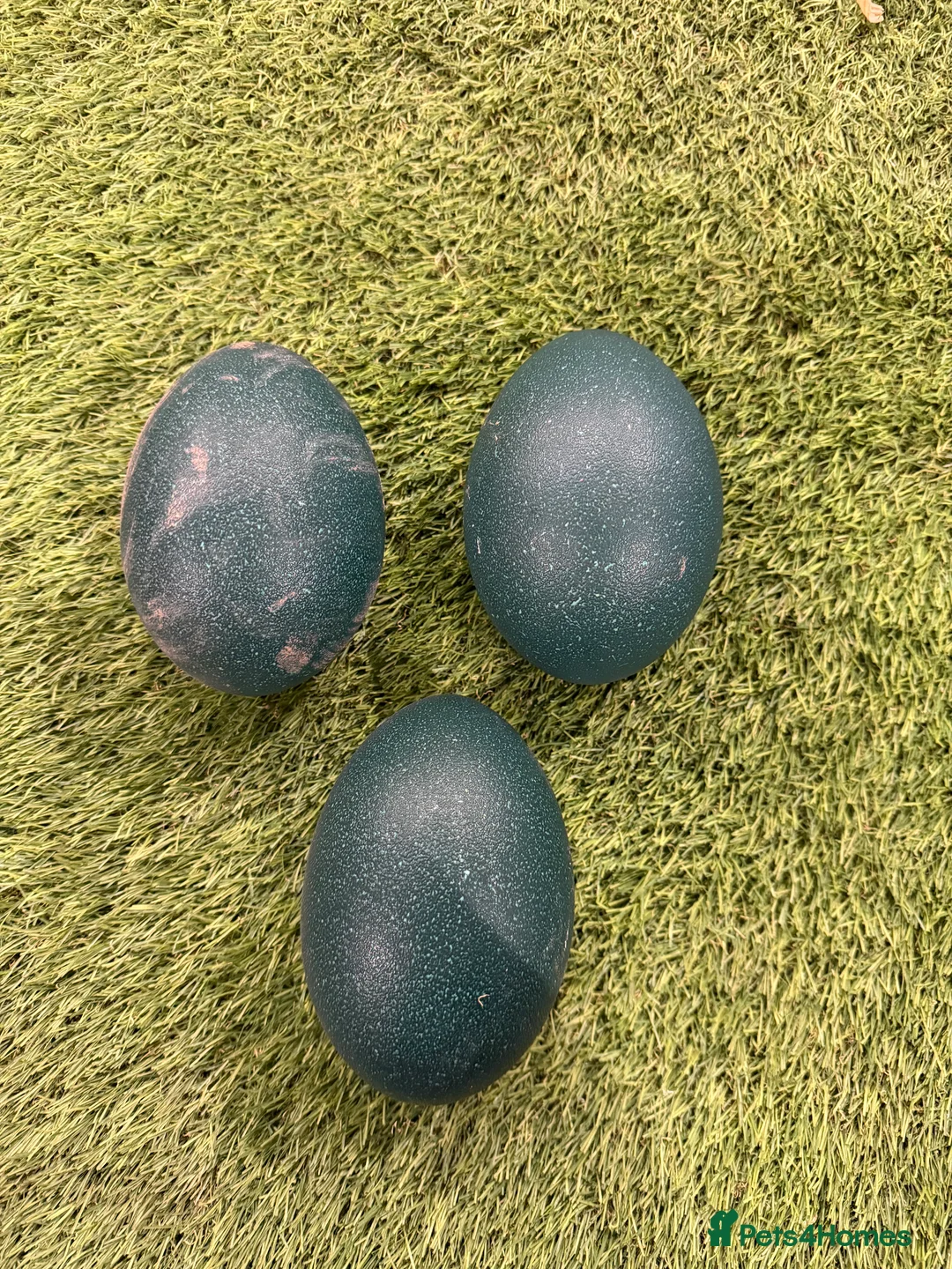 Emus poultry for sale: 3 Emu eggs for sale  - Advert 2
