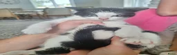 Mixed Breed cats for sale: Kittens fluffy tabby  - Advert 4