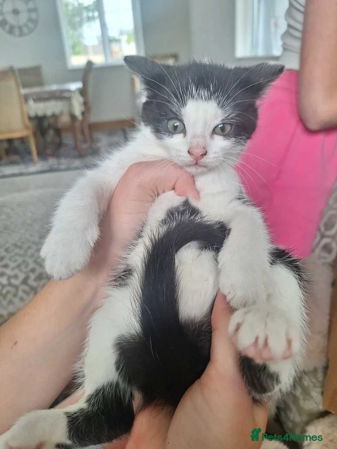 Mixed Breed cats for sale: Kittens fluffy tabby  - Advert 2