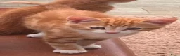 Mixed Breed cats for sale: 3 Gorgeous female kittens - Advert 7