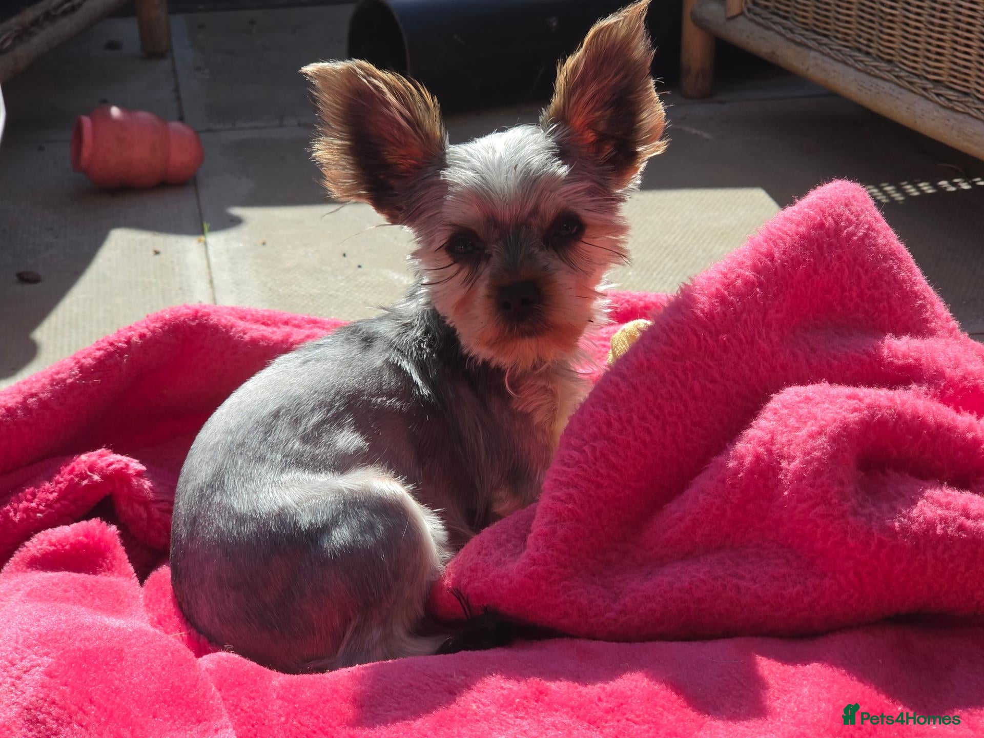 Yorkshire Terrier dogs KC Registered Yorkshire Terrier Puppies  - Advert 1
