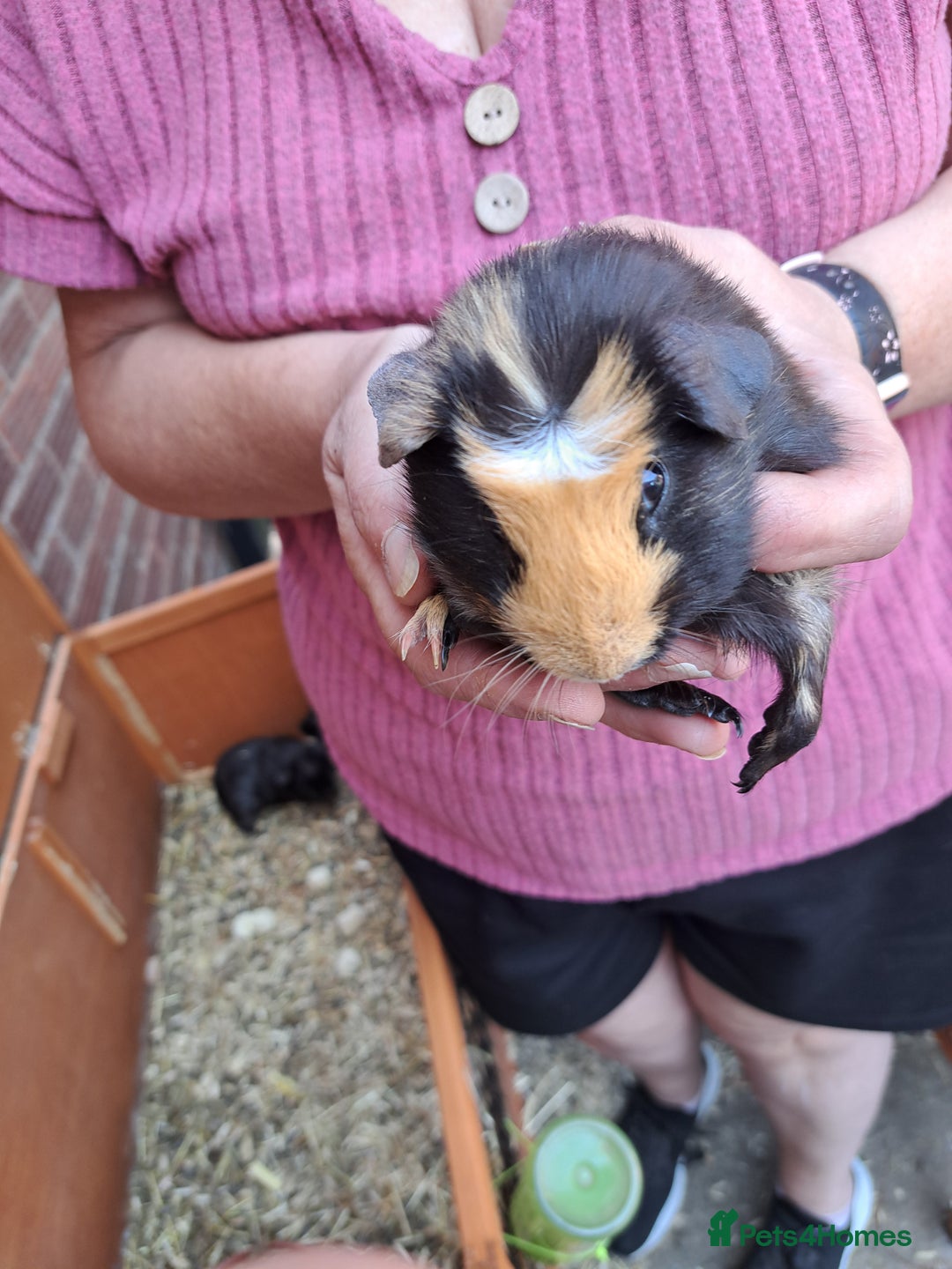 Guinea Pig rodents for sale: Guinea pig - Image 2