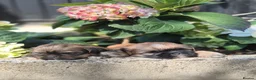 Shih Tzu dogs for sale: Shih Tzu Puppies - Advert 19