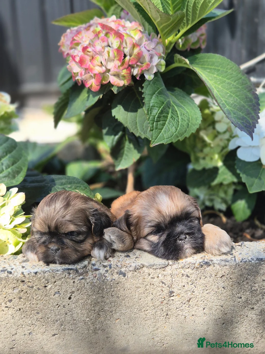 Shih Tzu dogs for sale: Shih Tzu Puppies - Advert 19