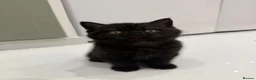 British Shorthair cats for sale: British shorthair  - Advert 8