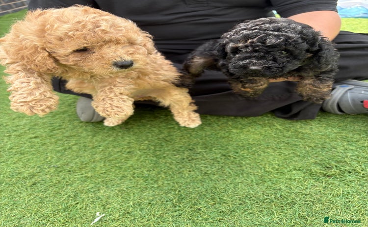 Toy Poodle dogs for sale - Advert 1