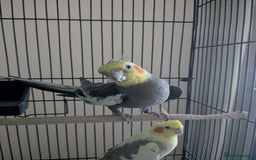 Cockatiels birds for sale: Pair of cockatiels - Image 1