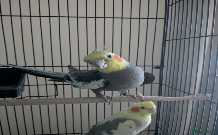 Cockatiels birds - Advert 1