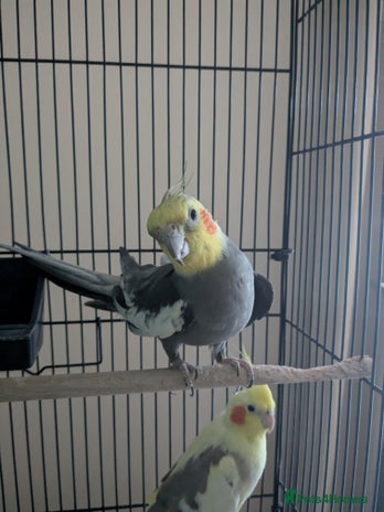 Cockatiels birds - Advert 1