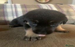 Mixed Breed dogs for sale: Labrador x German Shepard puppies - Image 9