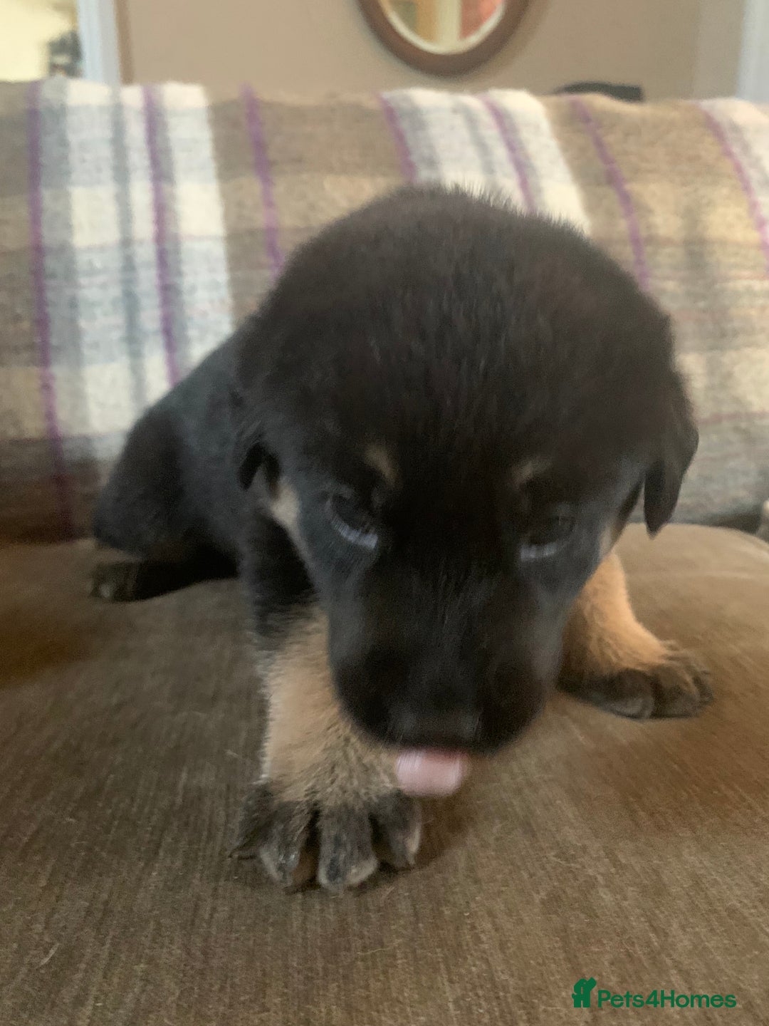 Mixed Breed dogs for sale: Labrador x German Shepard puppies - Image 9