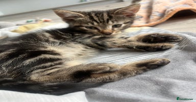 Mixed Breed cats - Advert 15