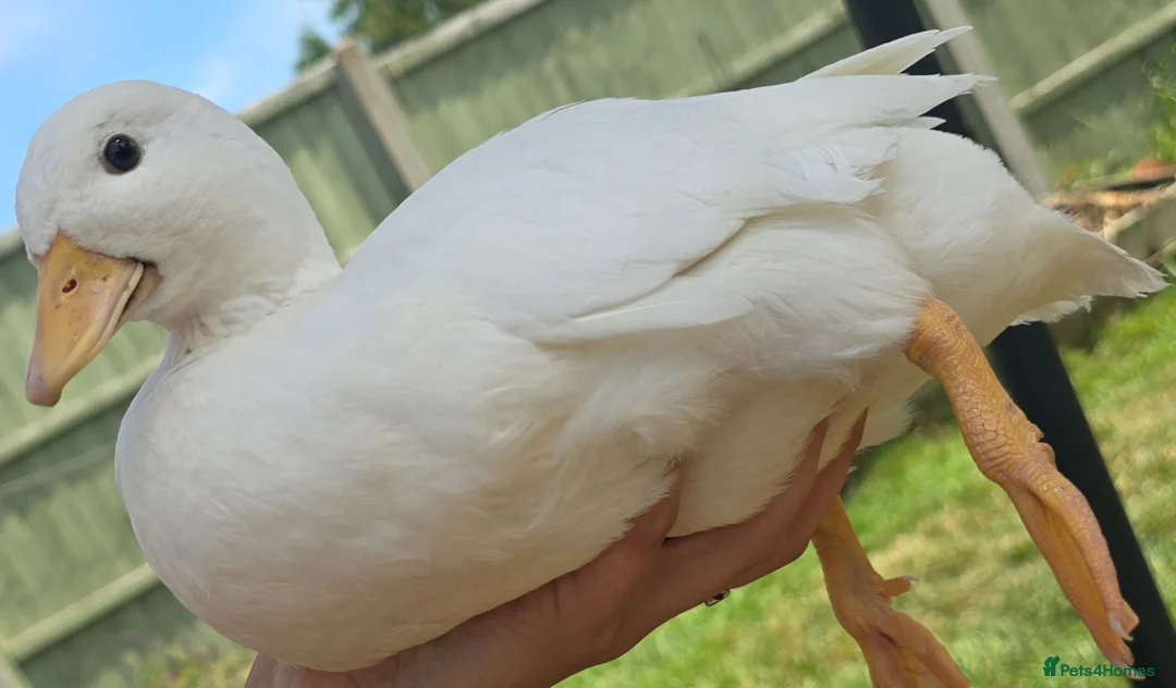 Ducks poultry for sale: White Call Ducks - Advert 5