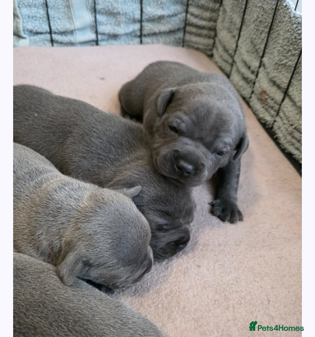 Staffordshire Bull Terrier dogs Stunning litter-champion bloodline - Advert 1