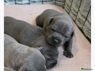 Staffordshire Bull Terrier dogs Stunning litter-champion bloodline - Advert 12
